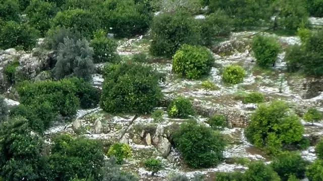 Mersin'de dolu tarım arazilerine zarar verdi Mersin'de dolu tarım arazilerine zarar verdi
