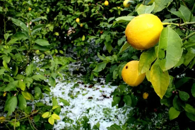 Mersin'de dolu tarım arazilerine zarar verdi Mersin'de dolu tarım arazilerine zarar verdi