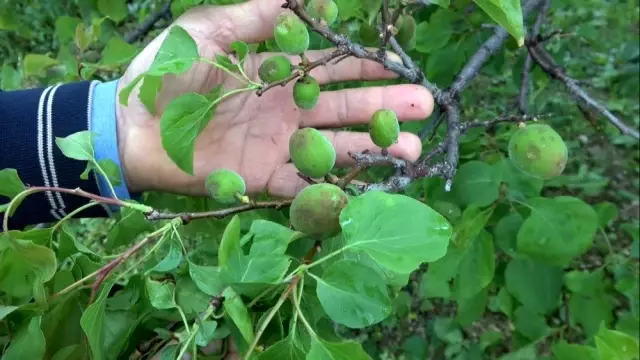 Mersin'de şiddetli dolu yağışı Mersin'de şiddetli dolu yağışı