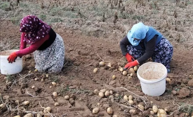 Sivas patates üretiminde 10'uncu sırada