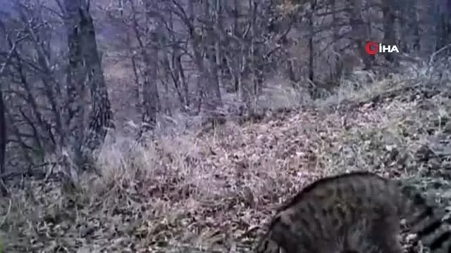 Yaban kedisi fotokapanla görüntülendi Yaban kedisi fotokapanla görüntülendi