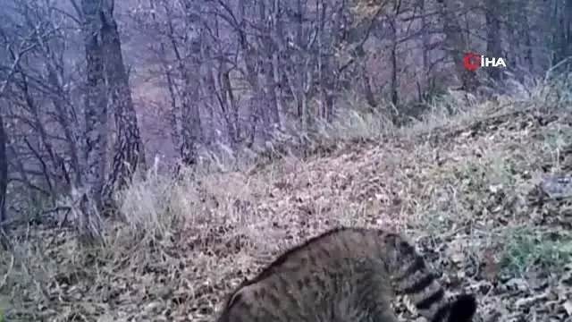 Yaban kedisi fotokapanla görüntülendi Yaban kedisi fotokapanla görüntülendi