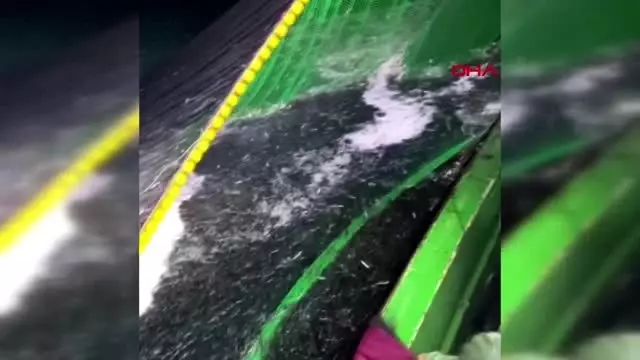 Çanakkale'de gırgır teknesiyle 15 ton hamsi avladılar Çanakkale'de gırgır teknesiyle 15 ton hamsi avladılar