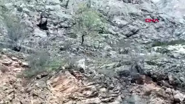 ERZİNCAN İlçeye inen dağ keçilerini görüntüledi, sözleri gülümsetti ERZİNCAN İlçeye inen dağ keçilerini görüntüledi, sözleri gülümsetti