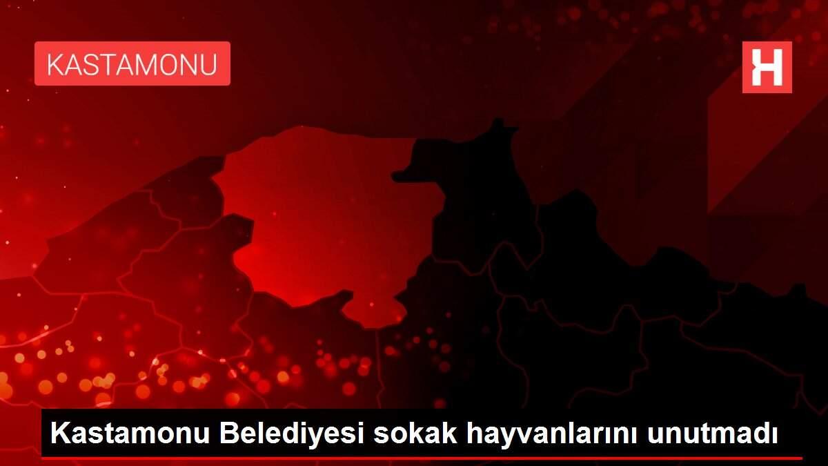 Kastamonu Belediyesi sokak hayvanlarını unutmadı