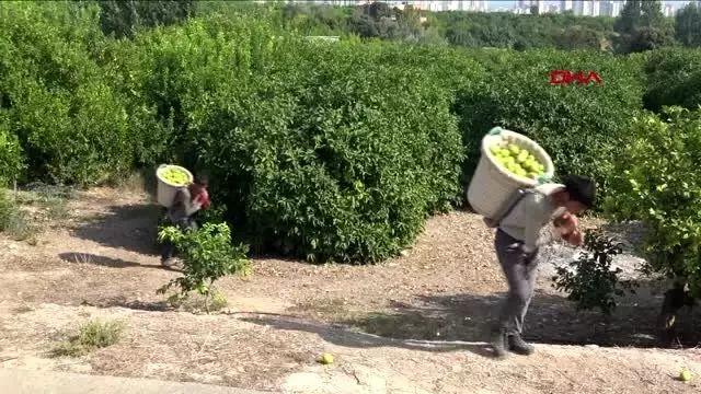 MERSİN Limona talep arttı, yeteri kadar ürün var MERSİN Limona talep arttı, yeteri kadar ürün var