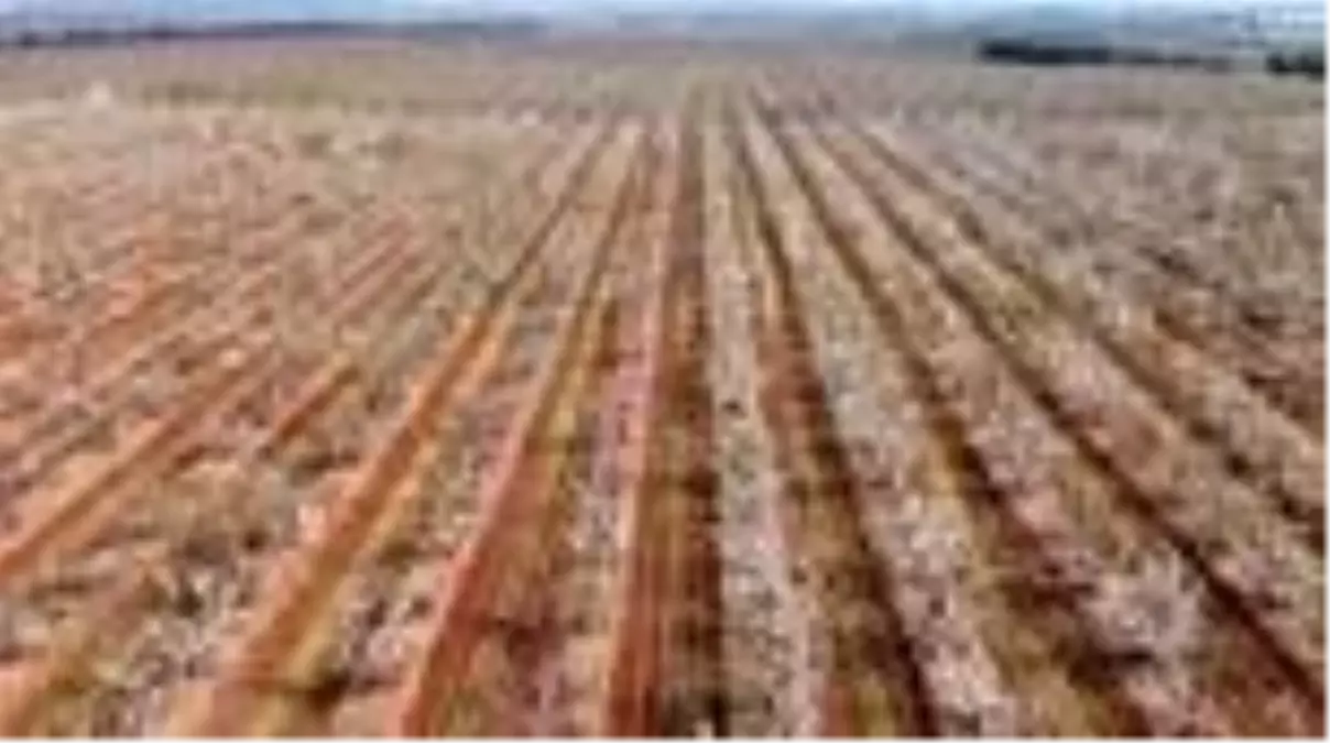 Beyaza bürünen kiraz bahçeleri üreticileri umutlandırdı