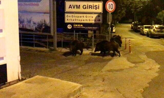 Bodrum'da aç kalan domuzlar, ilçe merkezine indi