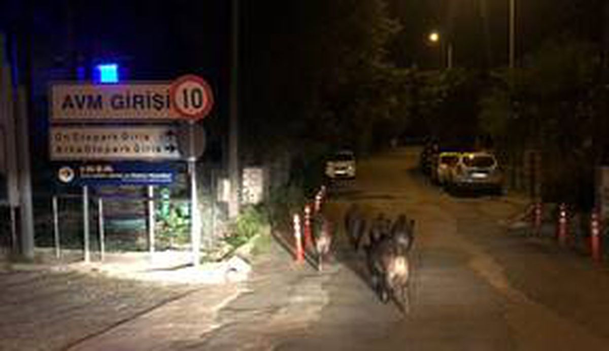 Bodrum'da aç kalan domuzlar, ilçe merkezine indi