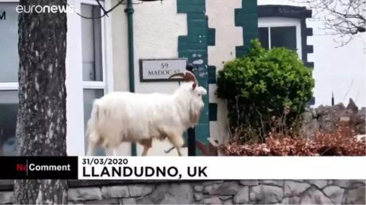 Covid-19 salgınında boşalan sokaklar hayvanlara kaldı