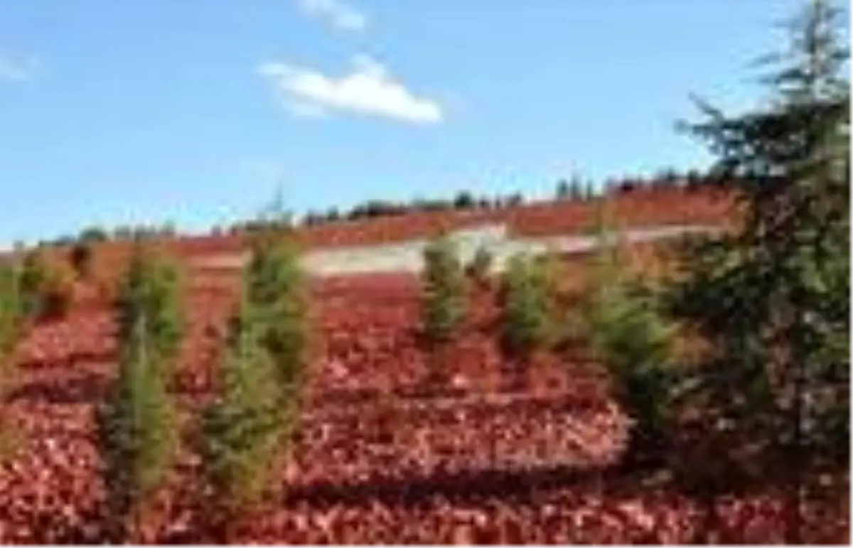 Fidan ihracatından bir yılda 97 milyon dolarlık gelir