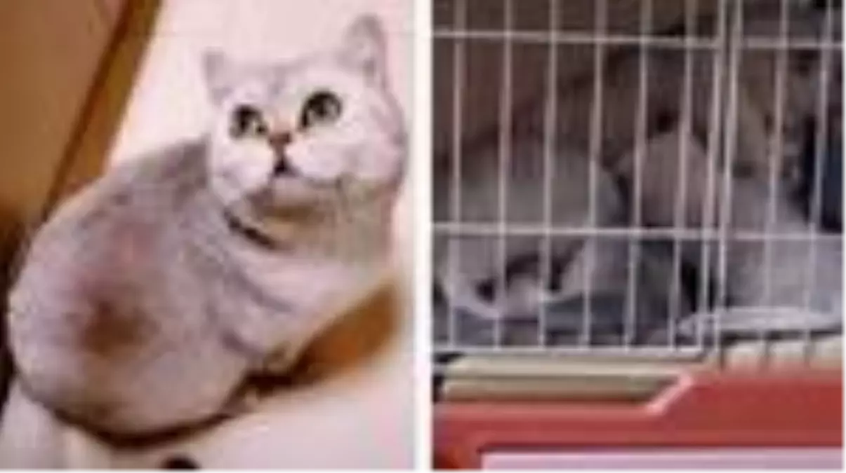 Koronavirüs - Vuhan'da karantinaya alınan ailenin kedisi 54 gün yalnız kaldı, akvaryum suyuyla...