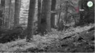 Nesli tükenen vaşak ve Kızıl Geyik foto kapanla görüntülendi