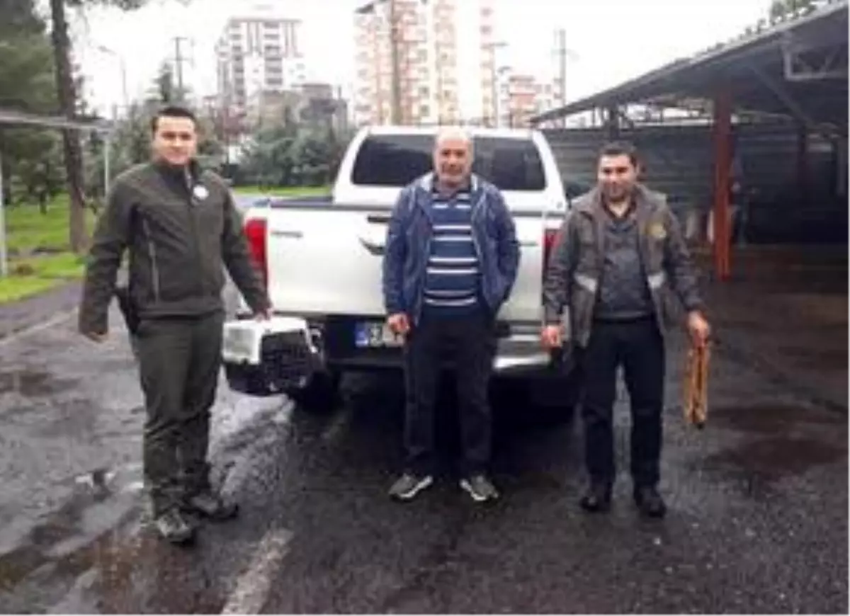 Şanlıurfa'da yaralı şahinler tedavi altına alındı