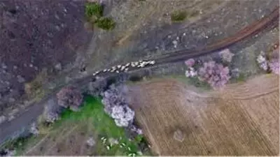 'Yanık Ülke' ilkbaharla renklendi 'Yanık Ülke' ilkbaharla renklendi