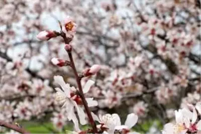 'Yanık Ülke' ilkbaharla renklendi 'Yanık Ülke' ilkbaharla renklendi