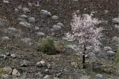 'Yanık Ülke' ilkbaharla renklendi 'Yanık Ülke' ilkbaharla renklendi