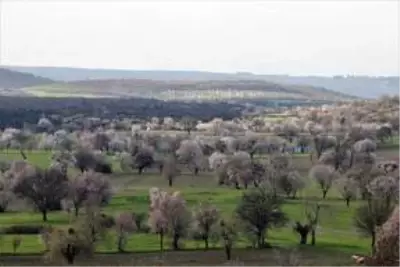'Yanık Ülke' ilkbaharla renklendi 'Yanık Ülke' ilkbaharla renklendi