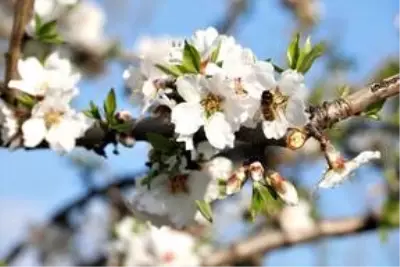 'Yanık Ülke' ilkbaharla renklendi 'Yanık Ülke' ilkbaharla renklendi