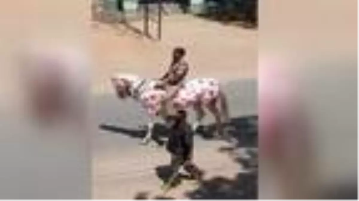 Hindistan'da ilginç koronavirüs uyarısı: Atın üzerine virüsün resmini çizdi