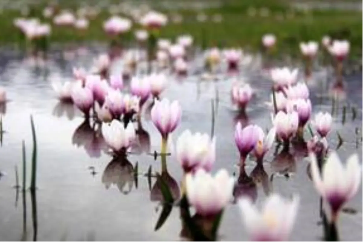 Baharın müjdecisi kardelenler doğayı süsledi