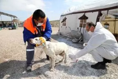 Başkan Demirbaş, Sokak Hayvanları Doğal Yaşam Parkı'nda incelemede bulundu