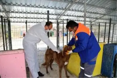 Başkan Demirbaş, Sokak Hayvanları Doğal Yaşam Parkı'nda incelemede bulundu