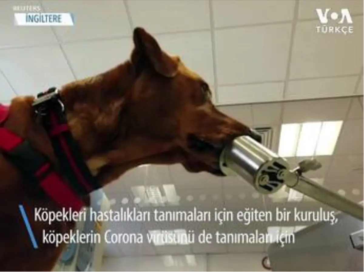 Köpekler Corona Virüsünü Tanısında Rol Oynayabilir mi?
