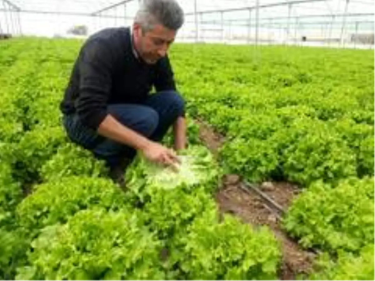 Korona virüs fiyatını yarı yarıya düşürdü