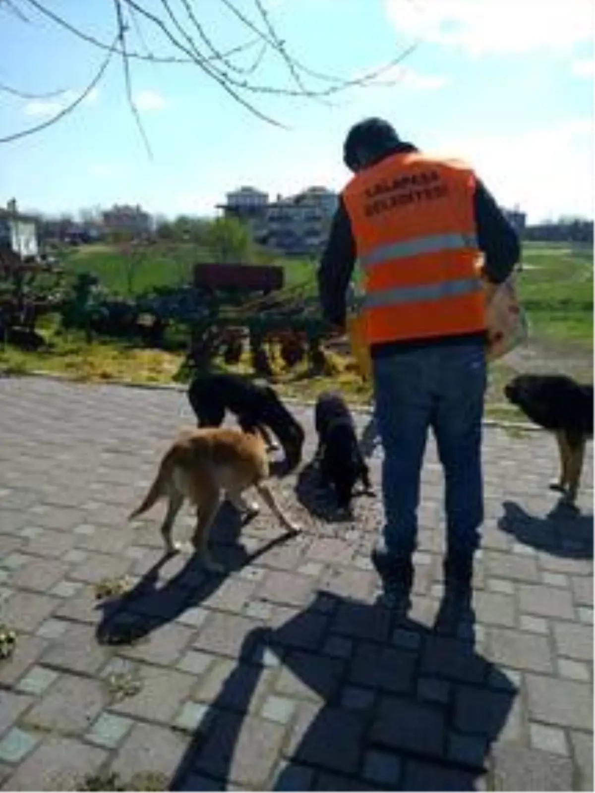 Lalapaşa'da sokak hayvanları belediye tarafından besleniyor