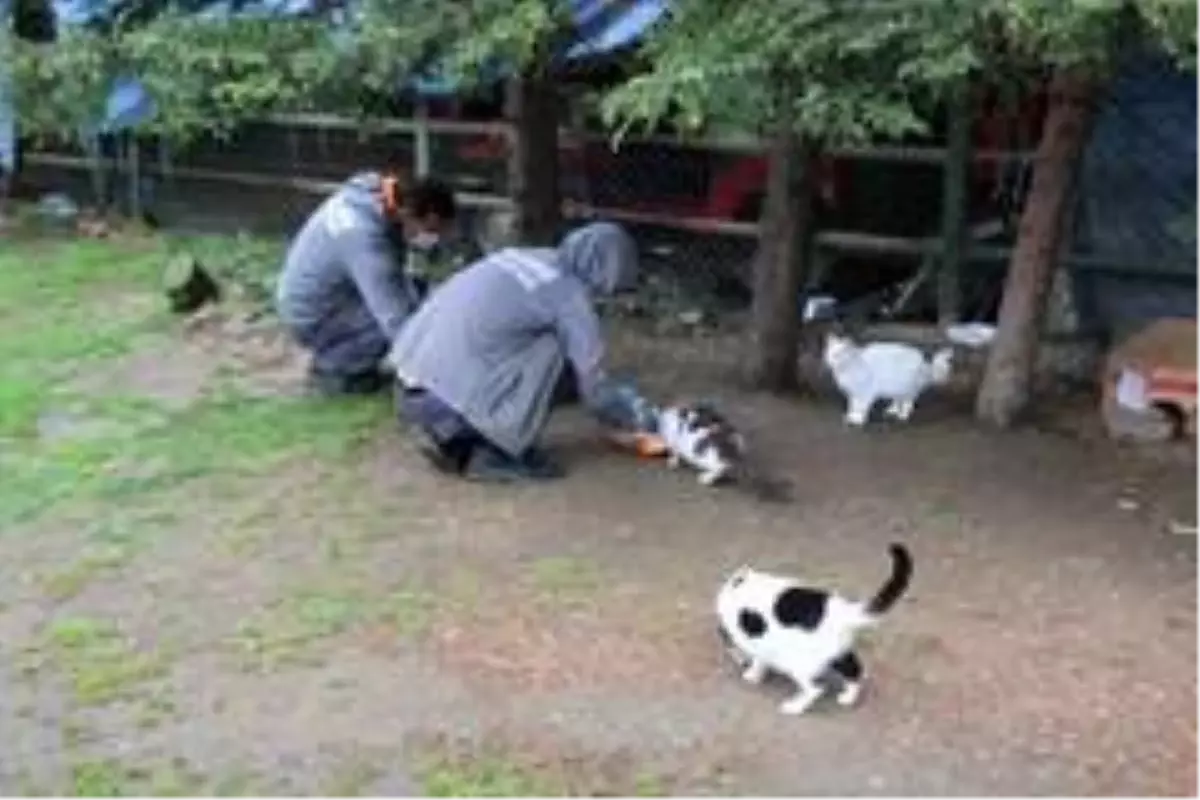 Kağıthane'de sokak hayvanları unutulmadı