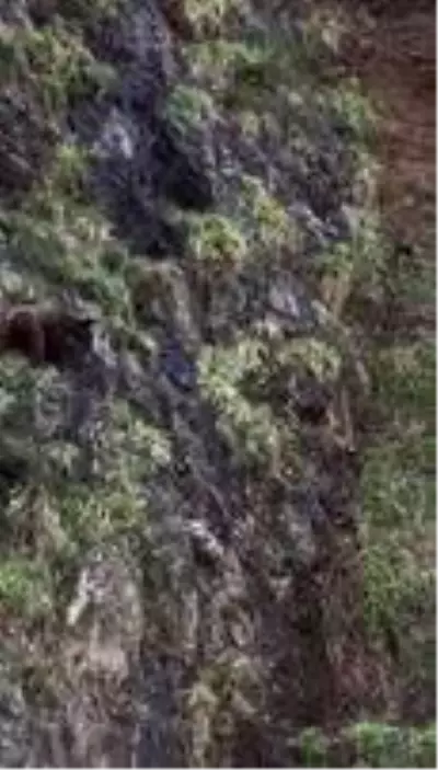 Korona virüs yaban hayatı da etkiledi Korona virüs yaban hayatı da etkiledi
