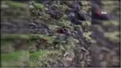 Korona Virüs yaban hayatı etkiledi...Aç kalan ayı yola indi Korona Virüs yaban hayatı etkiledi...Aç kalan ayı yola indi