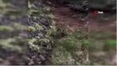Korona Virüs yaban hayatı etkiledi...Aç kalan ayı yola indi Korona Virüs yaban hayatı etkiledi...Aç kalan ayı yola indi