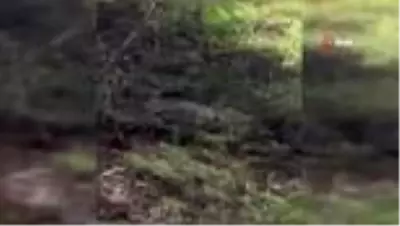 Korona Virüs yaban hayatı etkiledi...Aç kalan ayı yola indi Korona Virüs yaban hayatı etkiledi...Aç kalan ayı yola indi