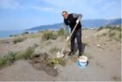 Sınıf öğretmeni koruma altındaki kum zambaklarının fidesini yetiştirip, toprakla buluşturuyor Sınıf öğretmeni koruma altındaki kum zambaklarının fidesini yetiştirip, toprakla buluşturuyor