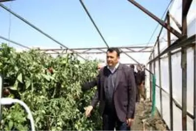 Antalya'da seralardaki hasar günün ağarması ile ortaya çıktı Antalya'da seralardaki hasar günün ağarması ile ortaya çıktı