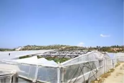 Antalya'da seralardaki hasar günün ağarması ile ortaya çıktı Antalya'da seralardaki hasar günün ağarması ile ortaya çıktı