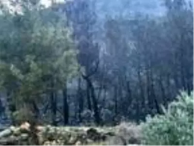 Kaş'ta 70 dönüm orman ile 4 dönümlük makilik ve zeytinlik yandı