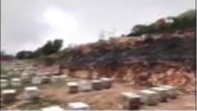 Kaş'taki yangın arı kovanlarını da vurdu
