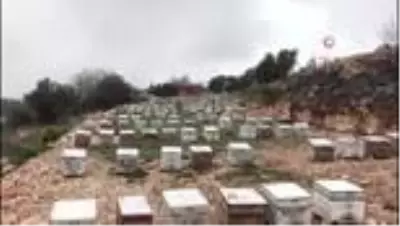 Kaş'taki yangın arı kovanlarını da vurdu