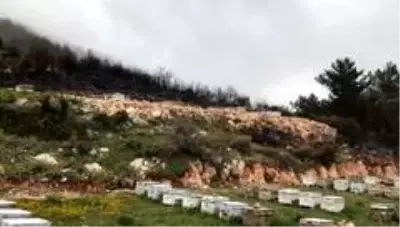 Kaş'taki yangın arı kovanlarını da vurdu