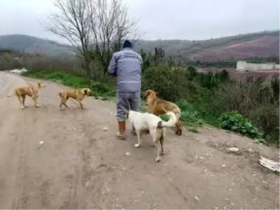 Sakarya Büyükşehir Belediyesi sokak hayvanlarını unutmadı