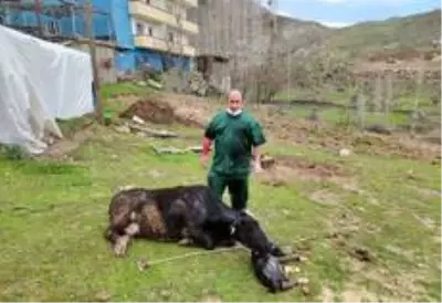 Acı içinde kıvranan ineğin doğumunu Tarım ve Orman Müdürü gerçekleştirdi Acı içinde kıvranan ineğin doğumunu Tarım ve Orman Müdürü gerçekleştirdi