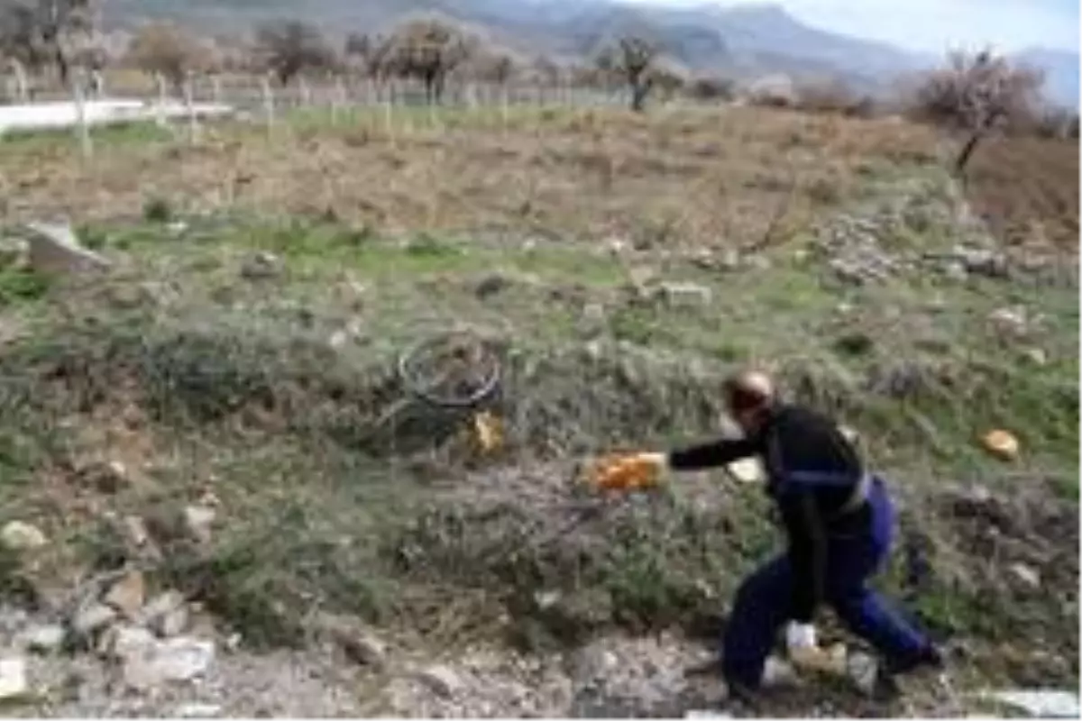 Develi Belediyesi ekiplerinden sokak hayvanlarına mama desteği