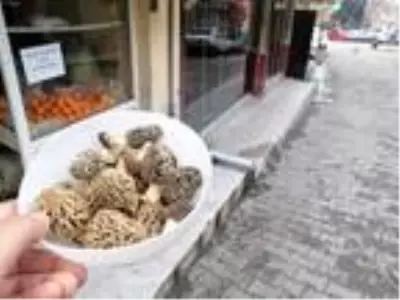 Bağışıklık sistemini güçlendiren ve kilosu 130 liradan satılan kuzugöbeği mantarı tezgahta yarım saate tükeniyor Bağışıklık sistemini güçlendiren ve kilosu 130 liradan satılan kuzugöbeği mantarı tezgahta yarım saate tükeniyor