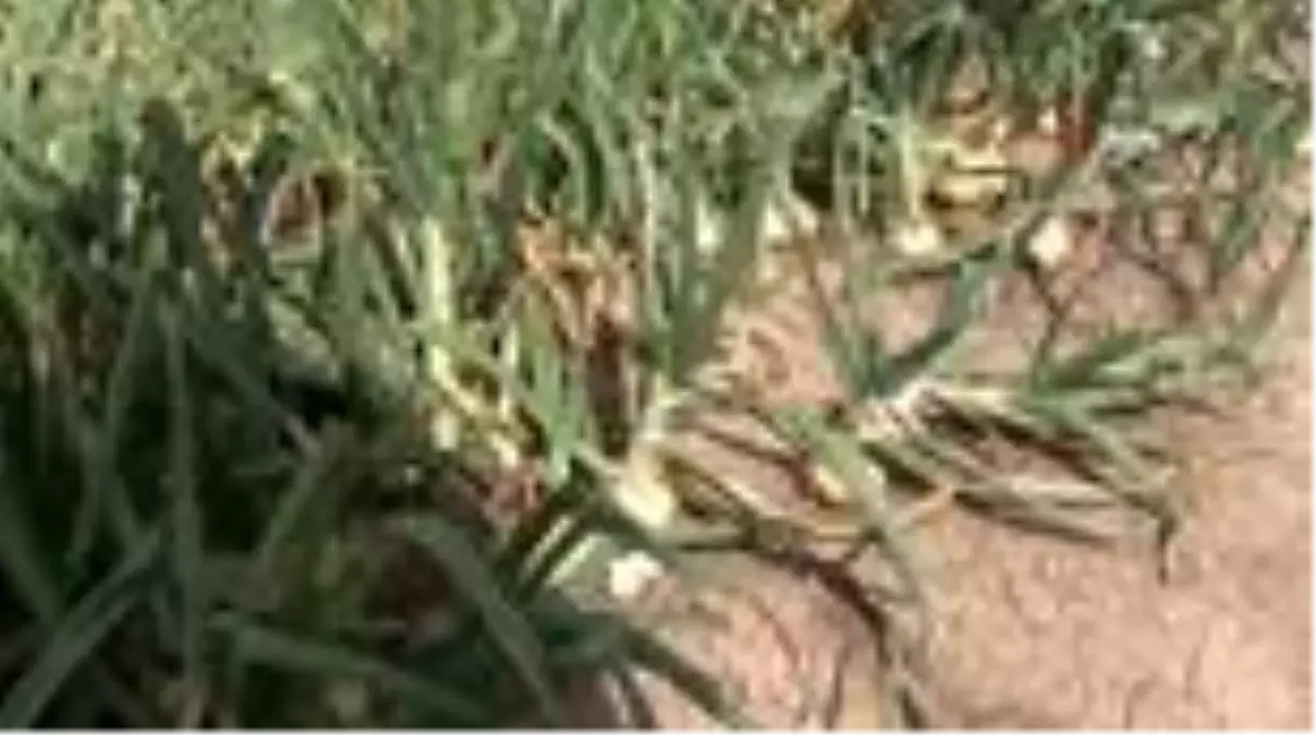 Soğana ihracat izni çıkmazsa fiyatlar düşecek