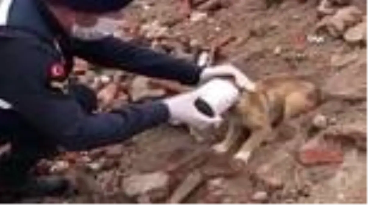 Kafası konserve kutusuna sıkışan yavru köpeğin yardımına jandarma yetişti