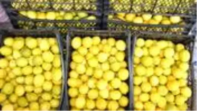 Limon ihracatı Tarım ve Orman Bakanlığı’nın ön iznine bağlandı