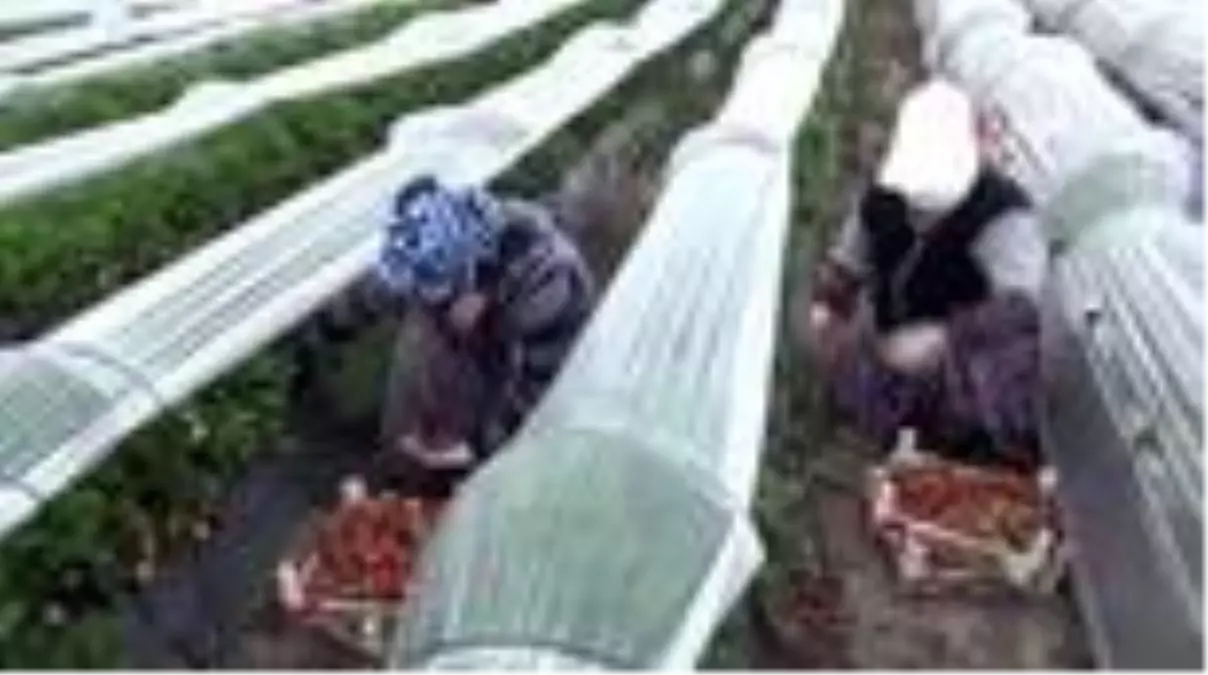 Mersin'de sağlık çalışanlarına 1 ton çilek